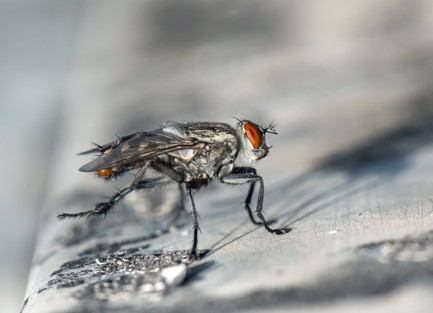 Schädlingsüberträger Fliege - mit Mülltonnenreinigung und Müllcontainerreinigung bekämpfen