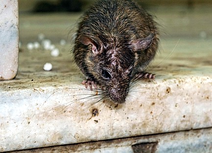 Schädlingsüberträger Ratten - die Gefahr in und um Mülltonnen und Müllcontainer